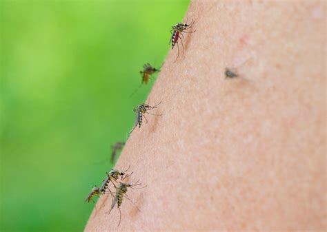 mosquito porvinha - mosquito da febre amarela